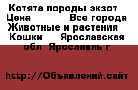 Котята породы экзот › Цена ­ 7 000 - Все города Животные и растения » Кошки   . Ярославская обл.,Ярославль г.